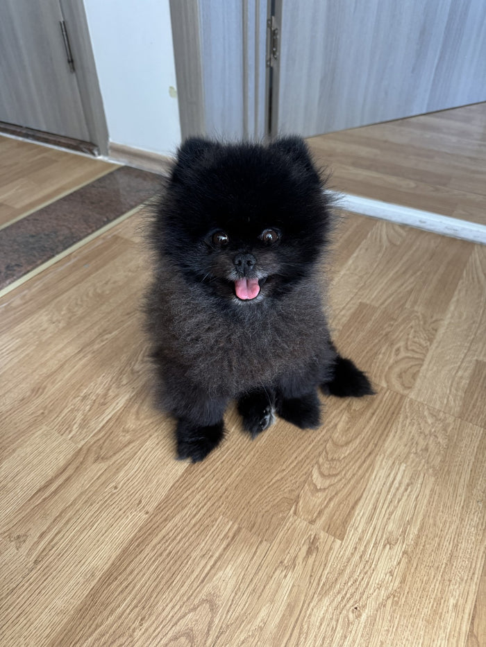 Handyfoto von Portoriko, einem schwarzen Pomeranian – das Ausgangsfoto für seine Porträts